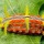Dalceridae - Ulat Permata (Jewel Caterpillar)